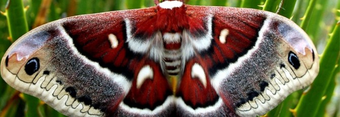 cropped-lep_columbia_moth071